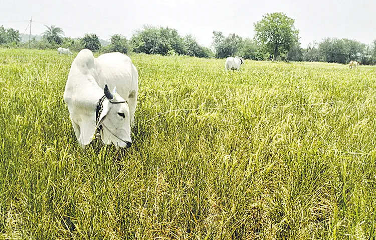 Farmers protest for irrigation water