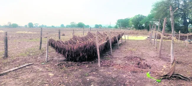 సాగు పెరిగి.. నష్టాలు మిగిలి 
