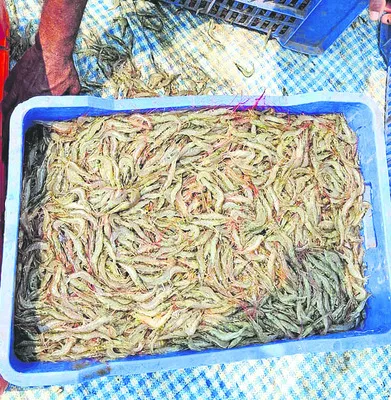 వనామీ