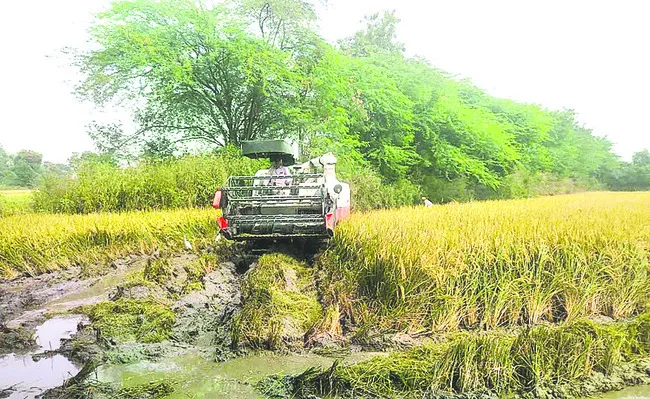 వరికో
