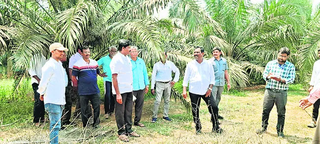 ఆఫ్‌టైప్‌ మొక్కలపై కదలిక..