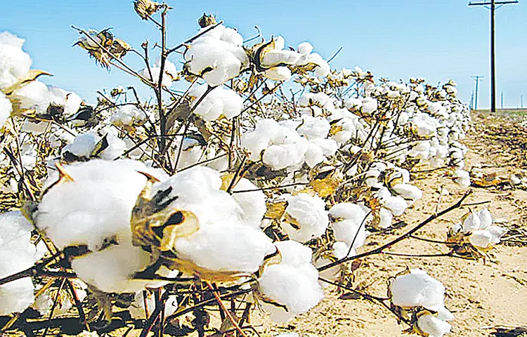 Increased pesticide burden on Indian cotton farmers