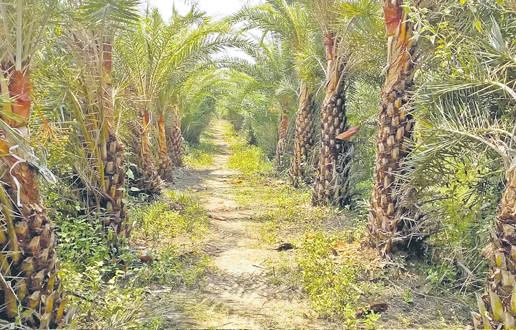Jagtial rural mandal farmers are growing palm trees in an innovative way
