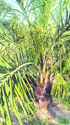 అద్దంకిలో ఖర్జూరం సాగు