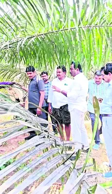 ఆఫ్‌టైప్‌ మొక్కల పరిశీలన 
