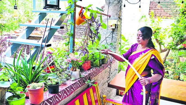 కిచెన్‌, టెర్రస్‌ గార్డెన్‌లను కాపాడుకోండి ఇలా.. 