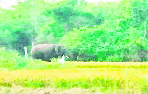 పనపాకం పరిసరాల్లో ఏనుగుల గుంపు! 
