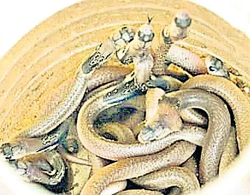 ఇంట్లో పాముల కలకలం
