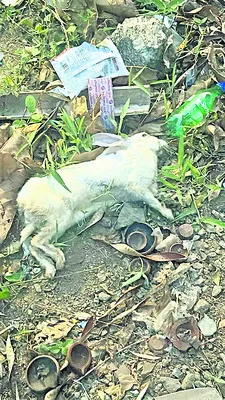 కుందేళ్ల కళేబరాలు గుర్తింపు 