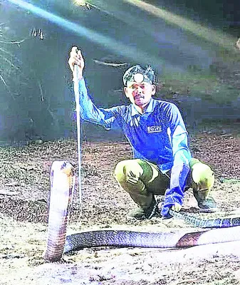 16 అడుగుల గిరినాగు పట్టివేత