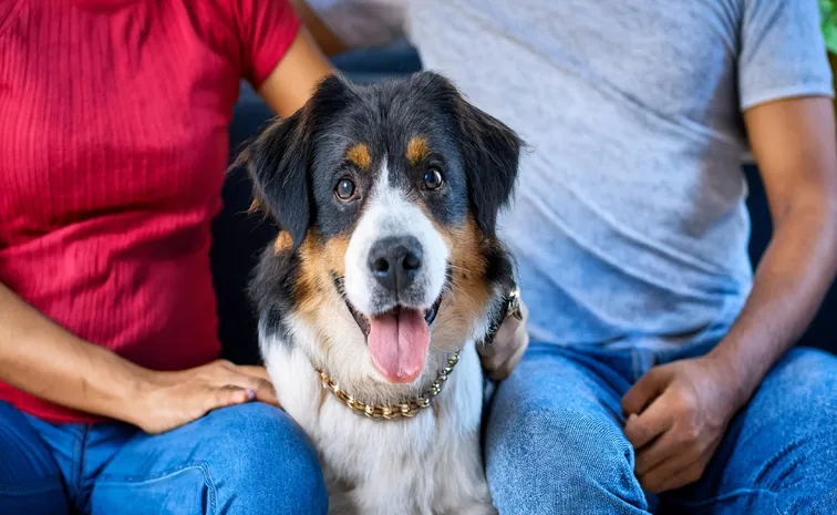 Are you a A Pet Owner Here Are important guidelines to follow