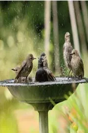 Ways You Can Help Birds This Summer2