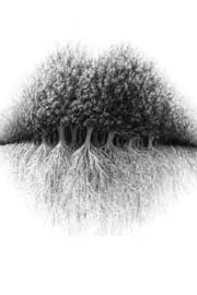 Optical illusion personality test: Trees roots or lips What you see first 3