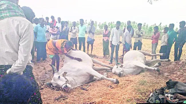ఈదురు