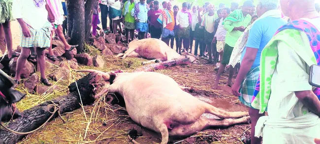 పిడుగు పడి రెండు ఎద్దులు మృతి 
