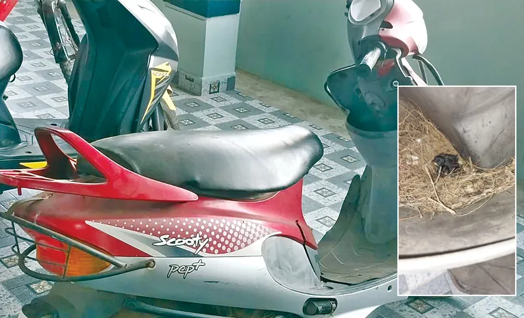 Bird Making Nest In Scooter