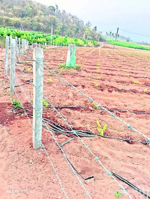 అటవీ భూమి ఆక్రమణ? 