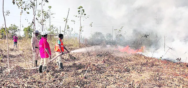 జామాయిల్‌ తోటలో అగ్నిప్రమాదం 