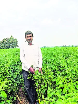 జీఐ ట్యాగ్‌తో అధిక ధరకు అవకాశం..
