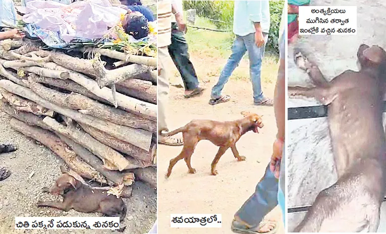 DOG BARKS AT THE COFFIN DURING FUNERAL WHEN A MAN