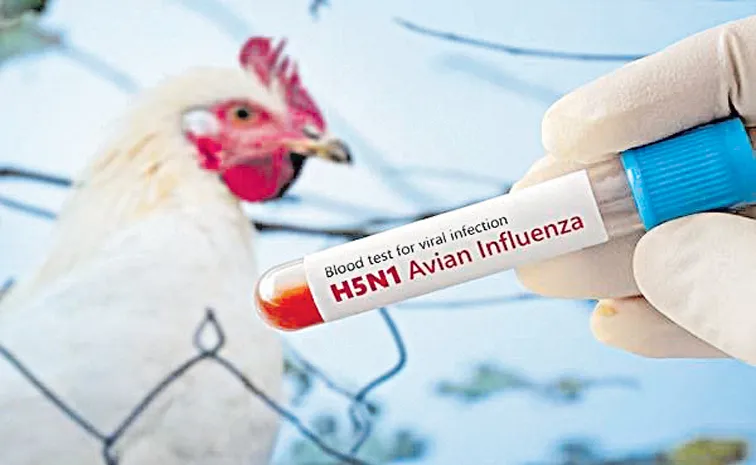 Chandrababu Naidu govt negligence on Bird flu