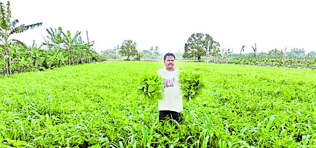ప్రకృతి సాగు.. లాభాలు బాగు