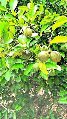 ధరలు