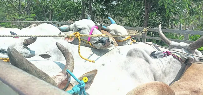 గోశాలకు ఆవుల తరలింపు
