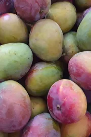 Reliance green success worlds largest mango farm check deets inside1