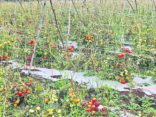 ధర పడిపోయి.. టమాటా చితికిపోయి