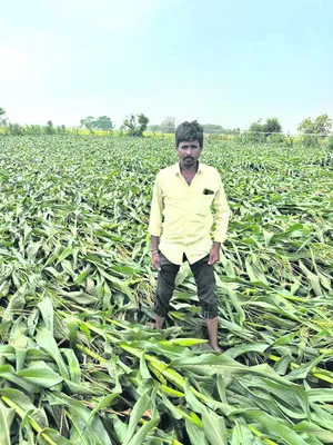 ఆగం చేసిన అకాలవర్షం