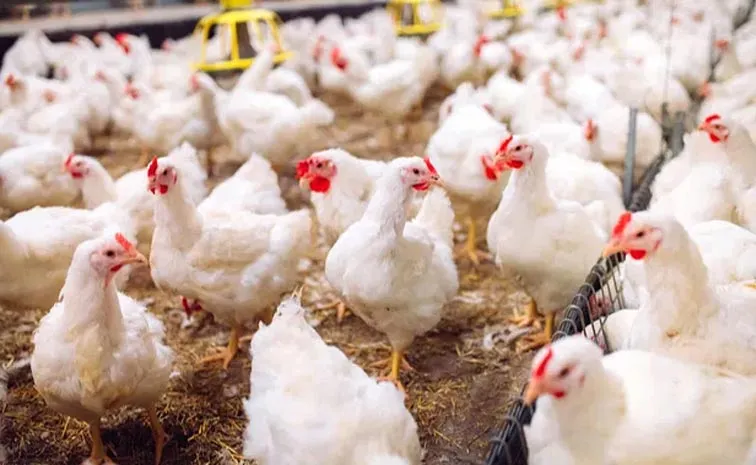 Bird Flu positive Cases In Telangana