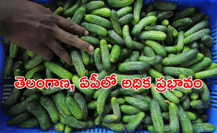 US Indian gherkin exports leave bitter aftertaste farmers