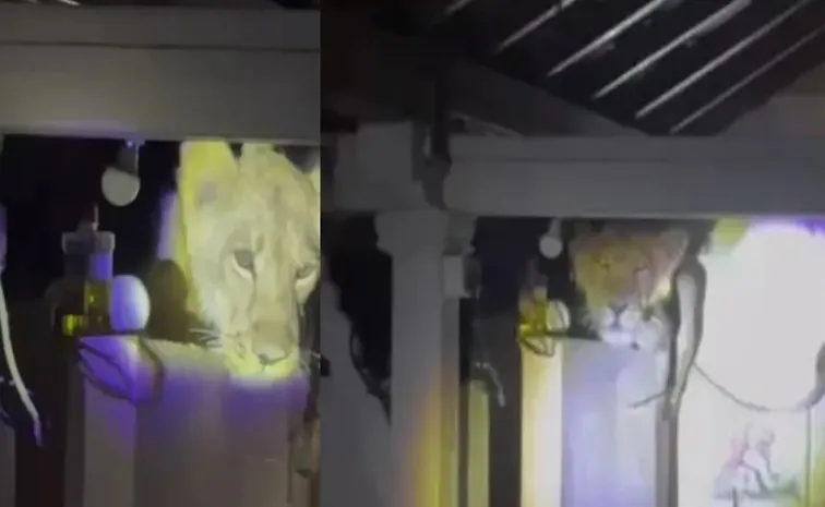 Lion Enters House Through Roof in gujarat Kovaya Village