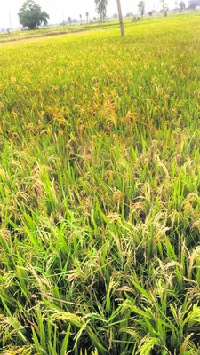 చి‘వరి’కి మెడవిరుపు...