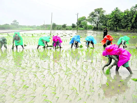 వానాకాలంలో 6,03,124 ఎకరాల్లో సాగు