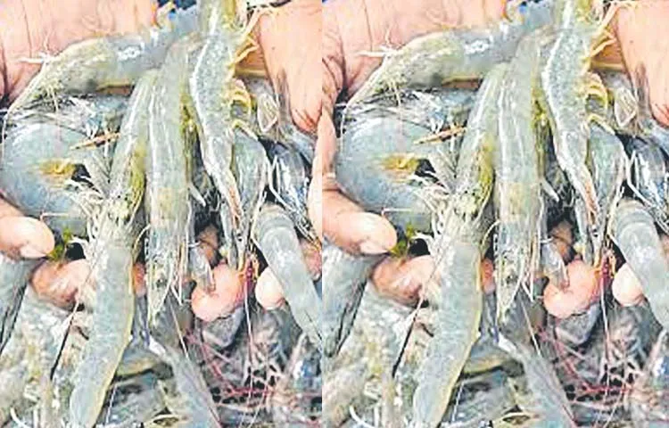 Aqua purchasing companies are reducing rates  