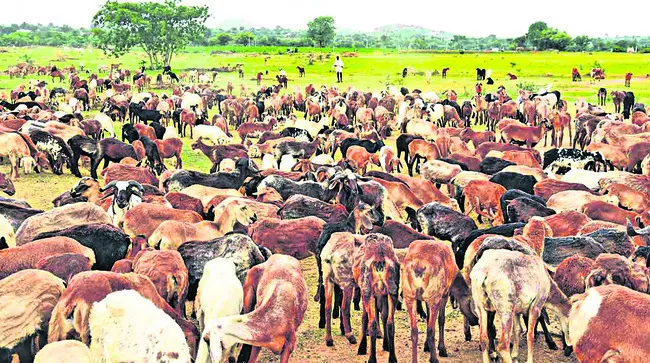 జీవాల పెంపకానికి చేయూత