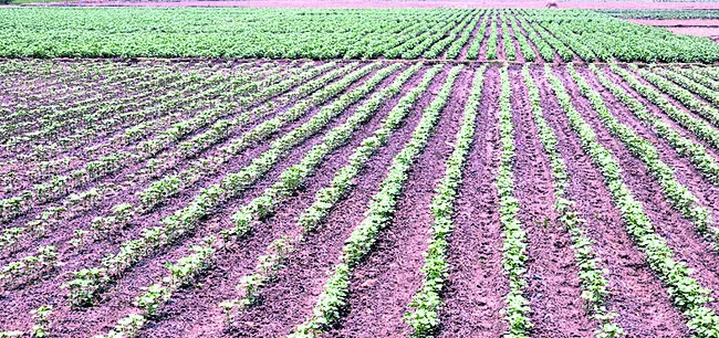 ●జిల్లాలో 44 వేల ఎకరాల్లో సాగు ●ఎకరాకు రూ.30 వేలకుపైగా 