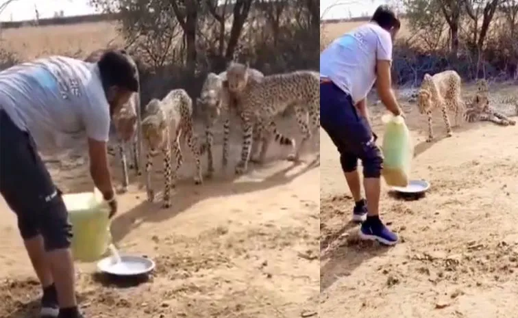 Kuno Park Cheetah Responds Drinks Water Offered