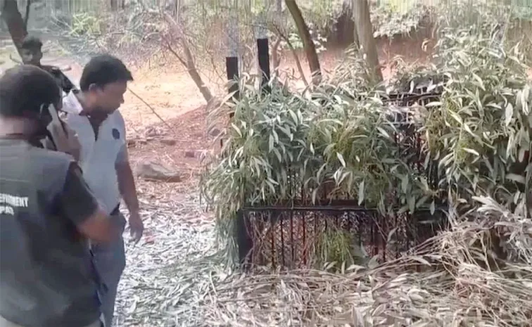 Leopard Was Caught At Vedic University In Tirupati