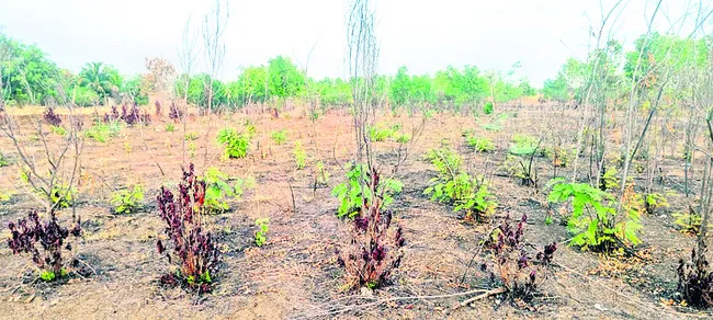 పల్లె వనం.. కళావిహీనం