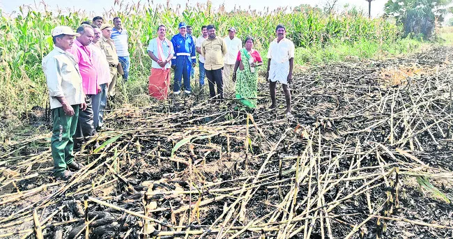 మొక్కజొన్న పంట దగ్ధం