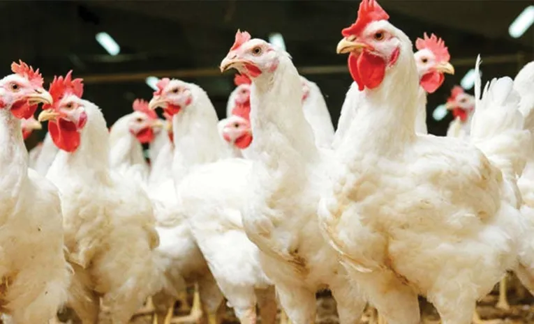 Chicken Prices Increased in telangana