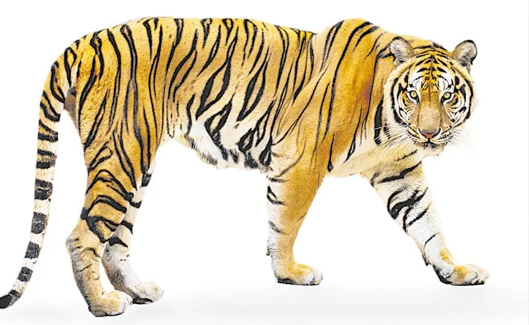 Frontline staff vacancy in Tiger Reserves is 41. 62 percent
