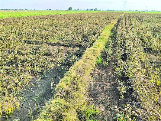 పొగాకు కొనుగోలుకు  ముందుకొచ్చిన జీపీఐ కంపెనీ
