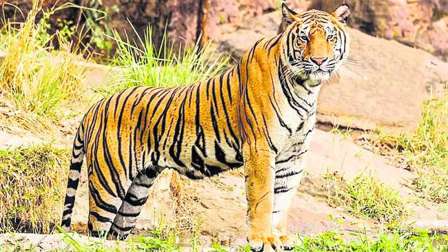 టైగర్‌ ఫోర్స్‌కు సన్నద్ధం