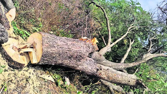 చింతచెట్టు కోసిన  ఐదుగురిపై కేసు నమోదు 