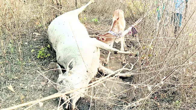 అమ్మా.. ఇక నువ్వు లేవవా? 