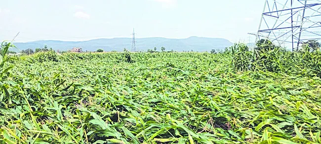 మొక్కజొన్నకు తీవ్ర నష్టం